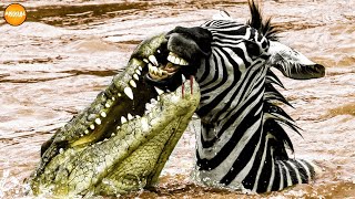 Top 10 Crocodiles Hunt Their Prey Without Mercy [upl. by Sidran]