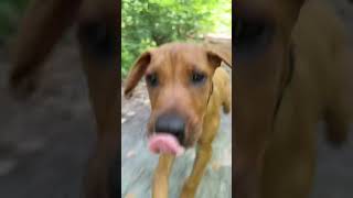 First running with cute ridgeback puppy in the park 🐶 dog nature doglover prague dogshorts [upl. by Gent]