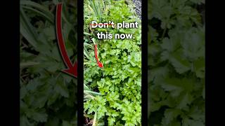 If your cilantro died earlier this year watch this zone8a gardentips [upl. by Ynalem]