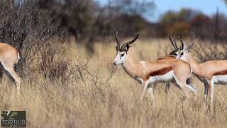 19 18quot Springbok Ram quotBlitzquot  Tortilis Wild  Valley Venture [upl. by Rehprotsirhc]