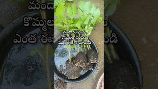 Easy to grow hibiscus plant from cuttings youtubeshorts shorts shortsyoutube hibiscus [upl. by Gilchrist581]