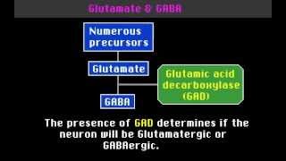 Neurotransmitters [upl. by Victor]