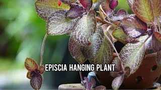 Episcia hanging plant [upl. by Bowers]