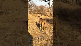 Thrilling Safari Drive at Kapama Safari Lodge [upl. by Nohsed]