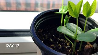 Butterfly Pea Seedlings Time Lapse Week 3 [upl. by Twila229]