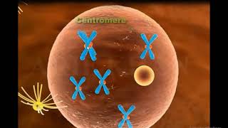 Mitosis 3D Animation Mitosis Cell division [upl. by Teerprah647]