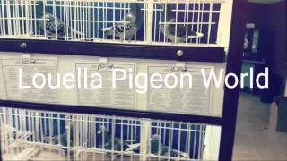 Gołębie Pocztowe w UK 2016 Louella Pigeon World [upl. by Montanez772]