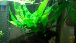 Propagating Aquarium plants [upl. by Nanci105]