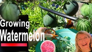 Growing Watermelon Hanging in Container Gardening Tips Vertically on Trellis Sugar Baby Watermelon [upl. by Buiron]