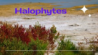 Halophytes Definition adaptations for osmotic adjustments [upl. by Yecal]