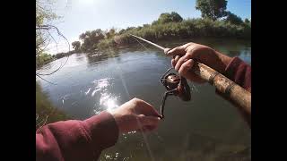 Tuolumne River lure fishing for stripers 🔥🎣 [upl. by Gearhart]