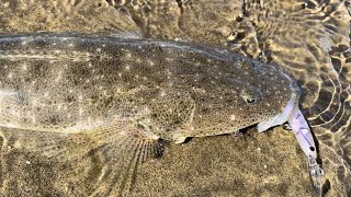 Nudgee Beach Flathead Fishing with a Diawa Double Clutch  Great lure [upl. by Noiroc]