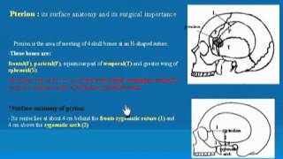 02HeadampNeckskull bone part 2 شرح اناتومي للدكتور احمد كمال [upl. by Melony]