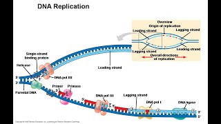 Events of DNA replication and Post Replicative Change [upl. by Melborn885]