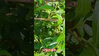 대벌레 출현 stick insect invasion 미국여행 바이크유튜버 insects [upl. by Heim]