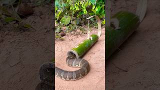 Amazing Snake Trap Make Using Bamboo shortvideo wildlife snake animals shortvideo [upl. by Irab]