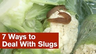 7 Ways to Deal With Slugs [upl. by Domini]