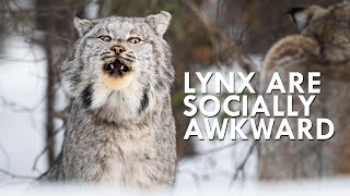 Canada Lynx Are Majestic Until You Hear Them Scream [upl. by Odlanar]