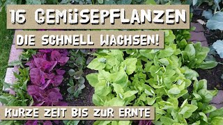 16 Gemüsesorten die du schnell ernten kannst  Jetzt aussäen [upl. by Atikahs414]