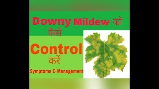 How to Control Downy Mildew on Grapes  Disease Management  Agro Tech  Hindi [upl. by Ariella748]