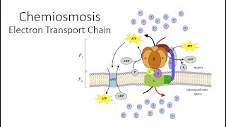 Chemiosmosis [upl. by Adabel638]