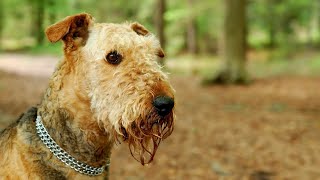 Managing Separation Anxiety in Airedale Terriers [upl. by Sloan]