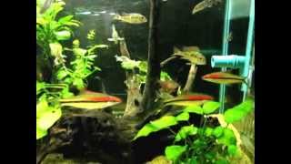 24quot Planted Tank w Puntius Denisonii Botia almorhae Geophagus sp quotTapajosquot Rosy Tetra [upl. by Armillia]