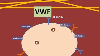 Platelets and Von Willebrand Factor animation [upl. by Gabi]