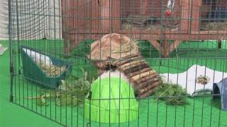 How To Set Up Your Guinea Pigs Playpen [upl. by Airet203]