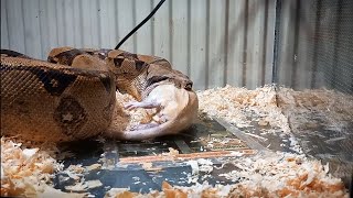 FEEDING TIME Boa Constrictor  WARNING VIEWER DISCRETION ADVISED [upl. by Guenna]