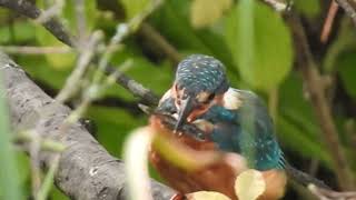 Watch as the Regents Canal Kingfisher catches and dispatches a fish [upl. by Aivil]