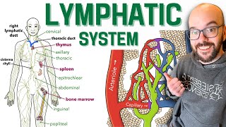 Lymphatic System [upl. by Chemar]