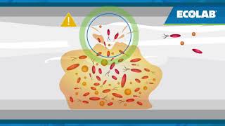 Synergex Sanitizer amp Disinfectant Biofilm Formation [upl. by Virgel]