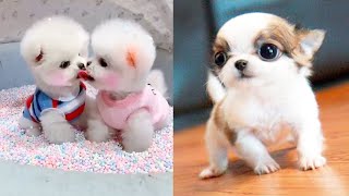 Baby Dogs  Cute and Funny Dog Videos Compilation 3  Aww Animals [upl. by Jarita898]