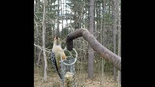 Red Bellied Woodpecker [upl. by Lenrow422]