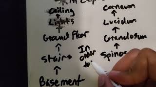 Layers of Skin Epidermis Mnemonic [upl. by Trebron]