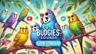 Cute Budgies Sounds  Live Stream by Birdiology [upl. by Sikko]