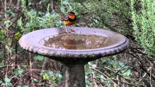 Varied Thrush [upl. by Adirf]