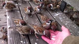 My eye is on the sparrow Sparrows are eating foods from my hand 手から餌を食む雀 [upl. by Yrak593]