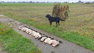 Woerden leggen geen eieren [upl. by Laidlaw]