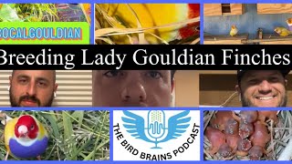 Breeding Lady Gouldian Finches in a Colony The Birdbrains Podcast EP28 [upl. by Ahsinauq]