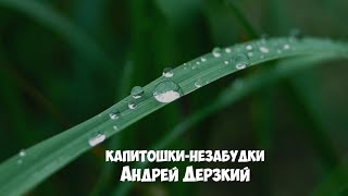 Андрей Дерзкий  Капитошкинезабудки [upl. by Wilow239]