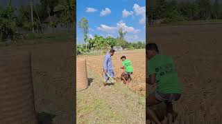 The man is working in the paddy field [upl. by Oilime]