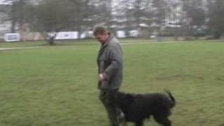 Hundetraining  Unterordnung [upl. by Cynarra]