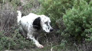 Pheasants Hunting in Greece  Κυνήγι φασιανού [upl. by Elleda434]