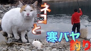 ネコと一緒に寒バヤ釣り Riverfishing Catch amp Eat amp Cat [upl. by Raskin]