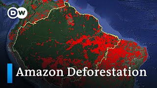 Who is responsible for the Amazon deforestation fires in Brazil  DW Analysis [upl. by Leirza]