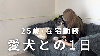 【25歳在宅ワーカーと愛犬の1日】勉強法質問回答📝 [upl. by Hentrich]