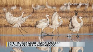 Sandhill cranes return to New Mexico [upl. by Atteloj581]