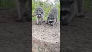 El Faro de Mazatlán es lugar de Gatos y Mapaches  🐱🦝 mazatlan animals animales gatos mapaches [upl. by Socem438]